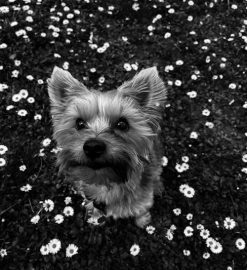 free dog harness crochet pattern – pdf